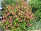 Escallonia (Escallonia macrantha) rosa, características, foto