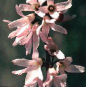 Valkoinen Forsythia, Korean Abelia (Abeliophyllum distichum) pinkki, ominaisuudet, kuva