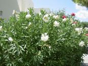 Ogrodowe Kwiaty Oleander, Nerium oleander zdjęcie, charakterystyka biały