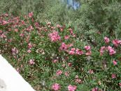 Zahradní květiny Oleandr, Nerium oleander fotografie, charakteristiky růžový