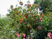 园林花卉 洗瓶, Callistemon 照片, 特点 红
