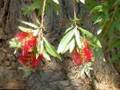 Zahradní květiny Láhve Štětka, Callistemon fotografie, charakteristiky červená