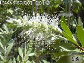 Садові Квіти Каллістемон (Краснотичіннік), Callistemon фото, характеристика білий