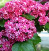 Trädgårdsblommor Midland Hagtorn, Crataegus foto, egenskaper rosa
