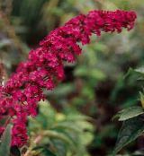 Dārza Ziedi Tauriņš Krūms, Vasaras Ceriņi, Buddleia foto, raksturlielumi sarkans