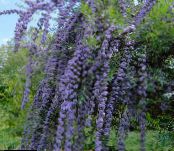 Sodo Gėlės Drugelis Krūmas, Vasaros Alyvinė, Buddleia nuotrauka, charakteristikos šviesiai mėlynas