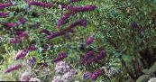 Drugelis Krūmas, Vasaros Alyvinė (Buddleia) violetinė, charakteristikos, nuotrauka