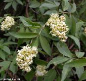 Ogrodowe Kwiaty Wspólne Starszy, Starszy Czerwonej Berried, Sambucus zdjęcie, charakterystyka biały