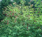 Dārza Ziedi Kopējā Vecākais, Sarkano Ikriem Vecākais, Sambucus foto, raksturlielumi sarkans