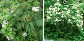 Dārza Ziedi Kopējā Vecākais, Sarkano Ikriem Vecākais, Sambucus foto, raksturlielumi balts