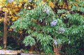 Tuin Bloemen Gemeenschappelijke Ouderling, Rood-Berried Elder, Sambucus foto, karakteristieken light blue