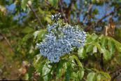 Tuin Bloemen Gemeenschappelijke Ouderling, Rood-Berried Elder, Sambucus foto, karakteristieken light blue
