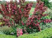 园林花卉 锦带, Weigela 照片, 特点 红
