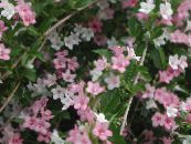 Flores do Jardim Weigela foto, características rosa