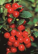 Puutarhakukat Cerasus Tomentosa kuva, ominaisuudet punainen
