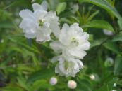 Dārza Ziedi Cerasus Grandulosa foto, raksturlielumi balts