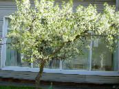 Dārza Ziedi Skābo Ķiršu, Ķiršu Pīrāgs, Cerasus vulgaris, Prunus cerasus foto, raksturlielumi balts