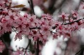 Hage Blomster Kirsebær, Pai Kirsebær, Cerasus vulgaris, Prunus cerasus bilde, kjennetegn rosa