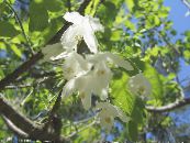 ბაღის ყვავილები Silverbell, ენძელა ხე, , Halesia ფოტო, მახასიათებლები თეთრი