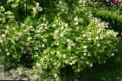 Dārza Ziedi Buttonbush, Medus Zvani, Honeyball, Poga Vītols, Cephalanthus foto, raksturlielumi balts