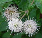 Zahradní květiny Buttonbush, Med Zvony, Honeyball, Tlačítko Vrba, Cephalanthus fotografie, charakteristiky bílá