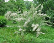 庭の花 タマリスク、シオギョリュウ、​​塩杉, Tamarix フォト, 特性 ホワイト