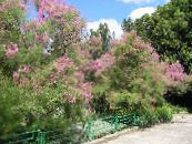 Λουλούδια κήπου Αλμυρίκια, Athel Δέντρο, Αλάτι Κέδρος, Tamarix φωτογραφία, χαρακτηριστικά ροζ
