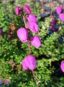 Sodo Gėlės Airijos Heath, Šv. Dabeoc Anketa Heath, Daboecia-cantabrica nuotrauka, charakteristikos rožinis