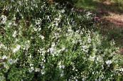 Sodo Gėlės Airijos Heath, Šv. Dabeoc Anketa Heath, Daboecia-cantabrica nuotrauka, charakteristikos baltas