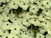 Vrtne Cvjetovi Kousa Sviba, Kineski Sviba, Japanski Sviba, Cornus-kousa foto, karakteristike bijela