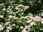 ბაღის ყვავილები Kousa Dogwood, ჩინური Dogwood, იაპონელი Dogwood, Cornus-kousa ფოტო, მახასიათებლები თეთრი