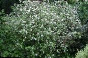 Trädgårdsblommor Waxflower, Jamesia americana foto, egenskaper vit