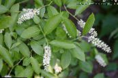 Garður blóm Waxflower, Jamesia americana mynd, einkenni hvítur