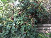 园林花卉 黑莓，荆棘, Rubus fruticosus 照片, 特点 白