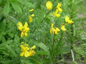 庭の花 エニシダ、共通ほうき、ほうきヨーロッパ、アイルランドのほうき, Sarothamnus フォト, 特性 黄