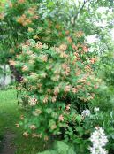 Flores de jardín Madreselva, Lonicera-brownie foto, características rojo