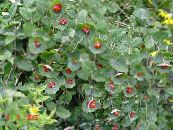 Садовые цветы Жимолость отпрысковая, Lonicera prolifera фото, характеристика красный