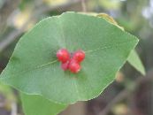 les fleurs du jardin Chèvrefeuille Vigne Jaune, Lonicera prolifera photo, les caractéristiques rouge
