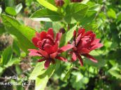 Flores do Jardim Arbusto Doce, Pimenta Da Jamaica Carolina, Arbusto De Morango, Bubby Arbusto, Doce Betsy, Calycanthus foto, características vermelho