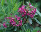 Have Blomster Calico Bush, Laurbær, Kalmia foto, egenskaber pink