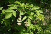 American Bladdernut (Staphylea) hvid, egenskaber, foto