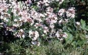 Hage Blomster Hvit Forsythia, Koreansk Abelia, Abelia coreana bilde, kjennetegn hvit
