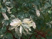 Dulce Arbusto Pimienta, Summersweet (Clethra) blanco, características, foto