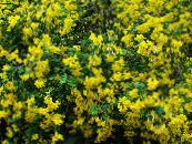 Flores de jardín Senna Vejiga, Colutea foto, características amarillo