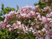 Flores do Jardim Arbusto Beleza, Kolkwitzia foto, características rosa