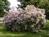 园林花卉 美布什, Kolkwitzia 照片, 特点 粉红色