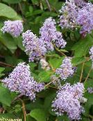 Garður blóm Californian Lilac, Ceanothus mynd, einkenni lilac