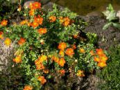 Beşparmakotu, Çalı Beşparmakotu (Pentaphylloides, Potentilla fruticosa) turuncu, özellikleri, fotoğraf