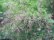 Ogrodowe Kwiaty Krzew Krzew Koniczyny, Lespedeza zdjęcie, charakterystyka różowy