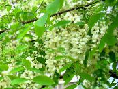 False Acaciaia (Robinia-pseudoacacia) bela, značilnosti, fotografija